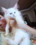 Maine Coon Felis Polonia kotka