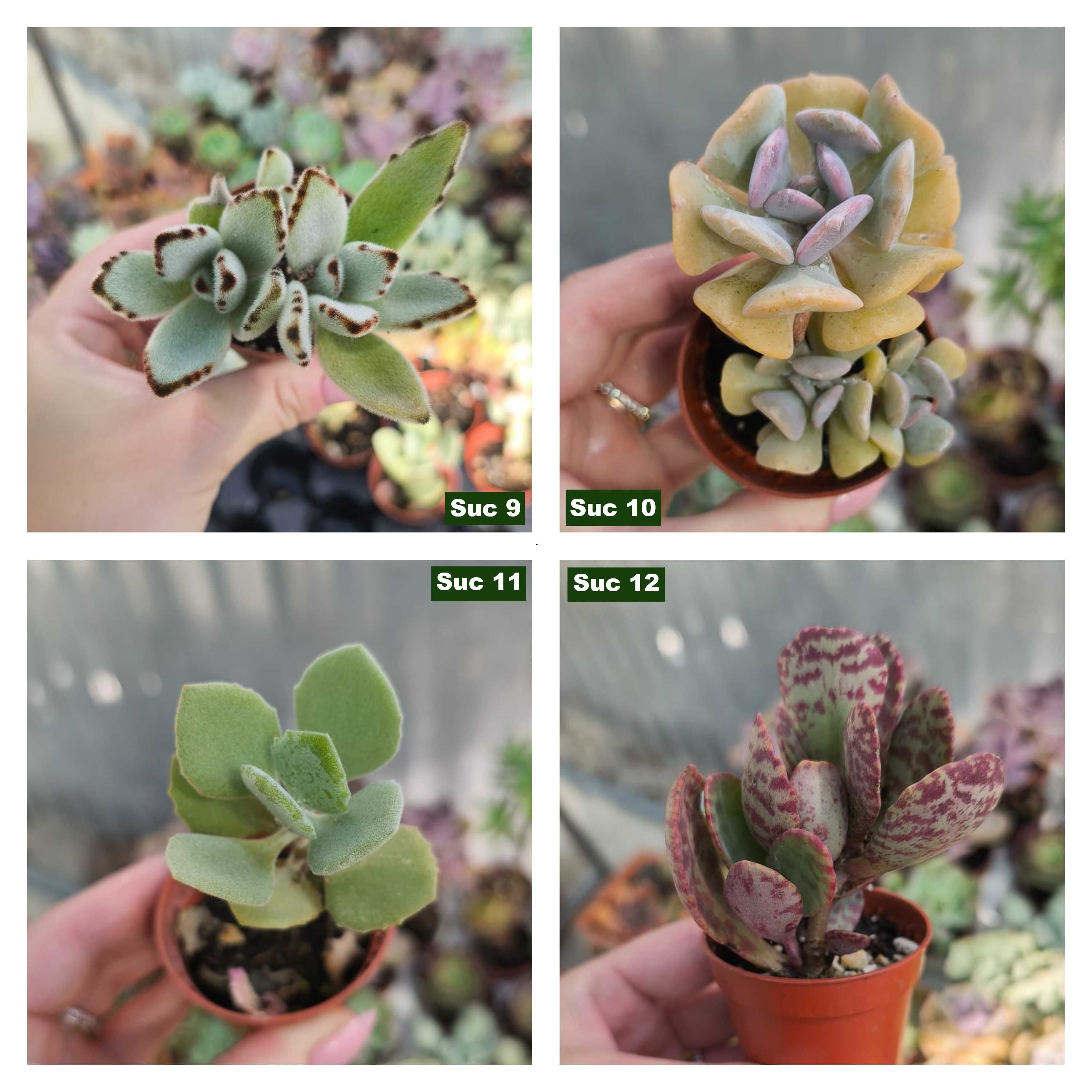 Suculentas: aeoniums, echeverias etc