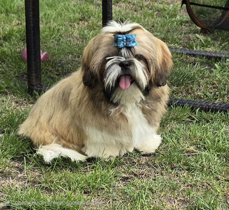 Piesek Shih tzu ZKWP