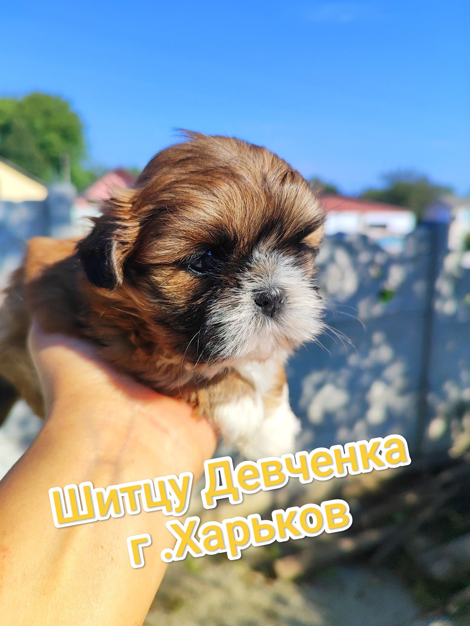 Шитцу Девченка.Медовая