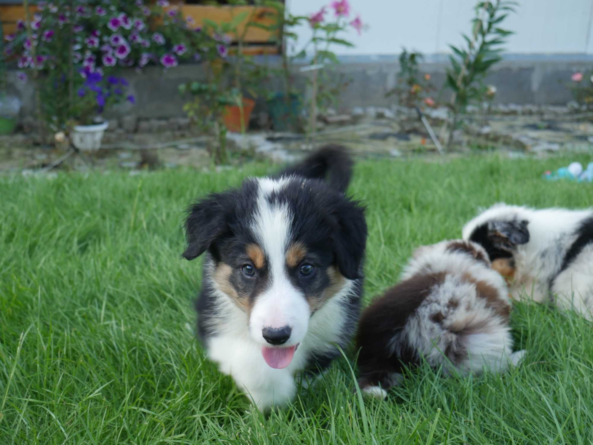 Border collie - Tri Color