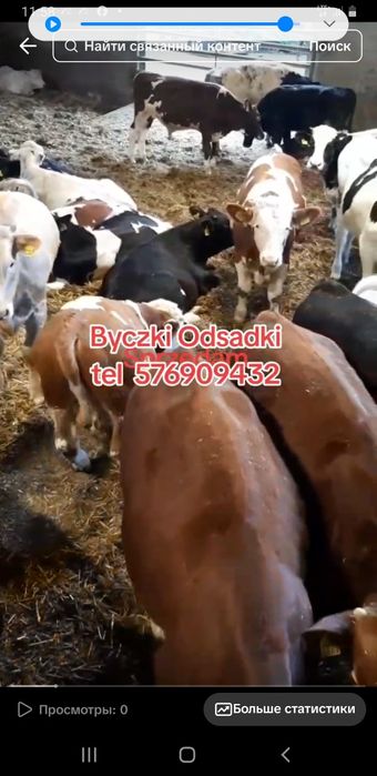 Sprzedam  Odsadki Miesne