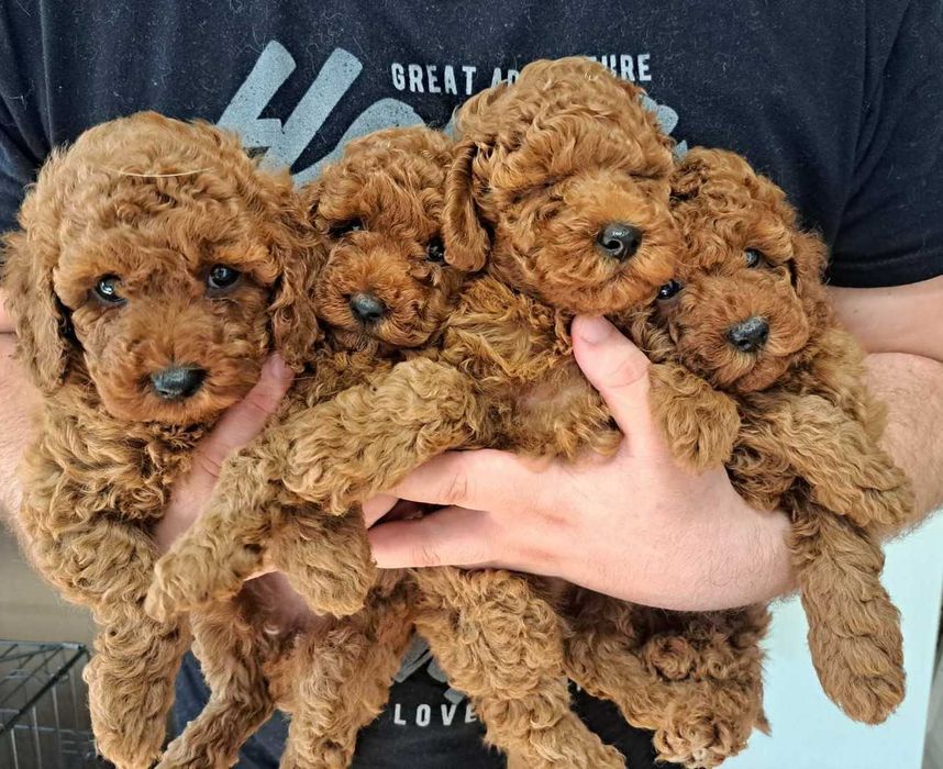 Щенки породы той пудель