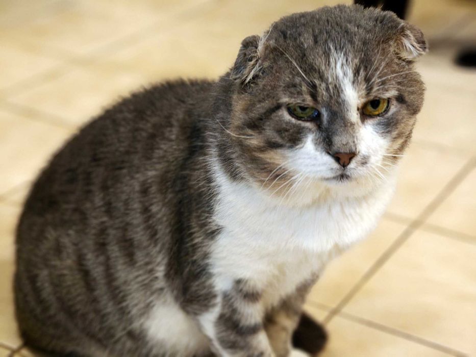 Кіт з тяжкою долею шукає люблячий дім, Матвій 5 років