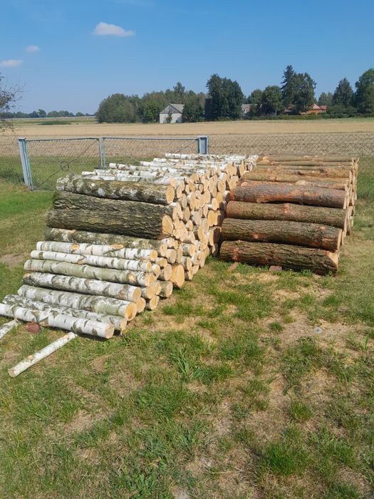 Drewno opałowe 1.2m długość