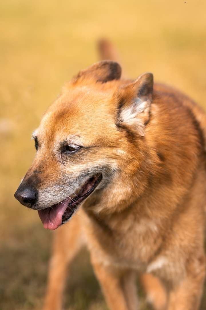 Piękny i bardzo kochany psiak szuka Dobrej Rodzinki Adopcyjnej!