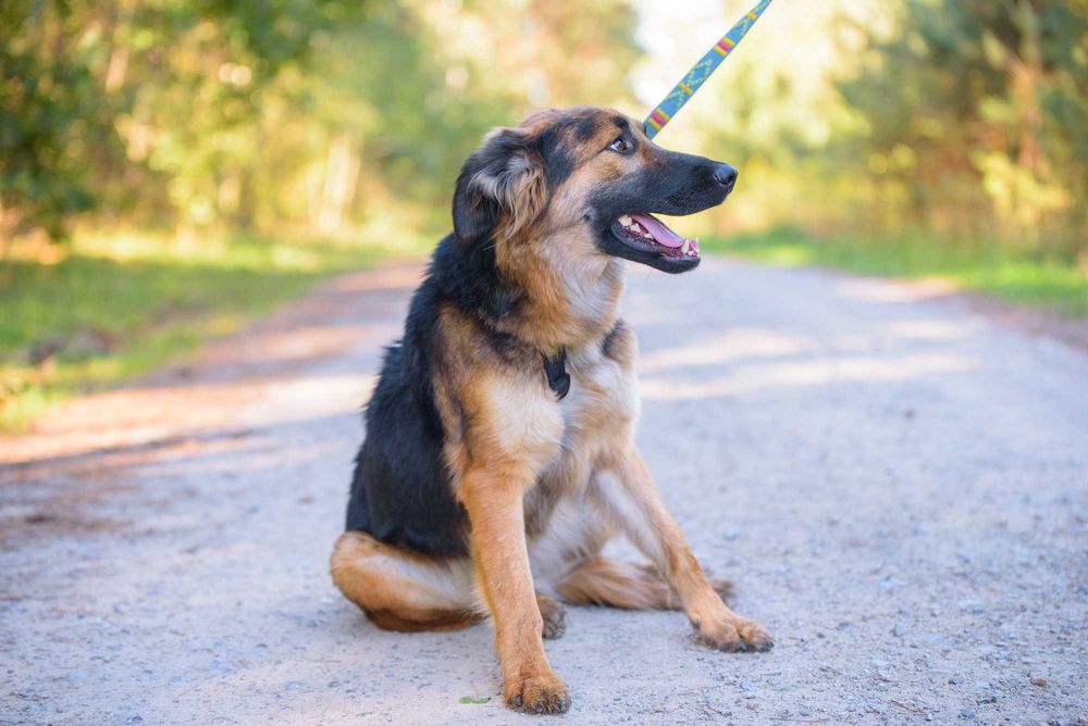 Młodziutka łagodna długowłosa sunia w typie ON - adoptuj Chikitę