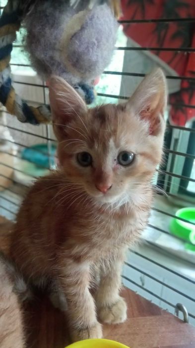 Котята рыжий и табби, 2 месяца