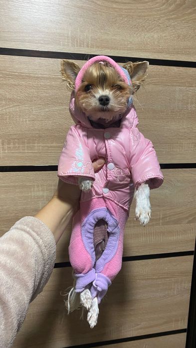 Бівер йорк міні дівчинка 4 р  бебі фейс