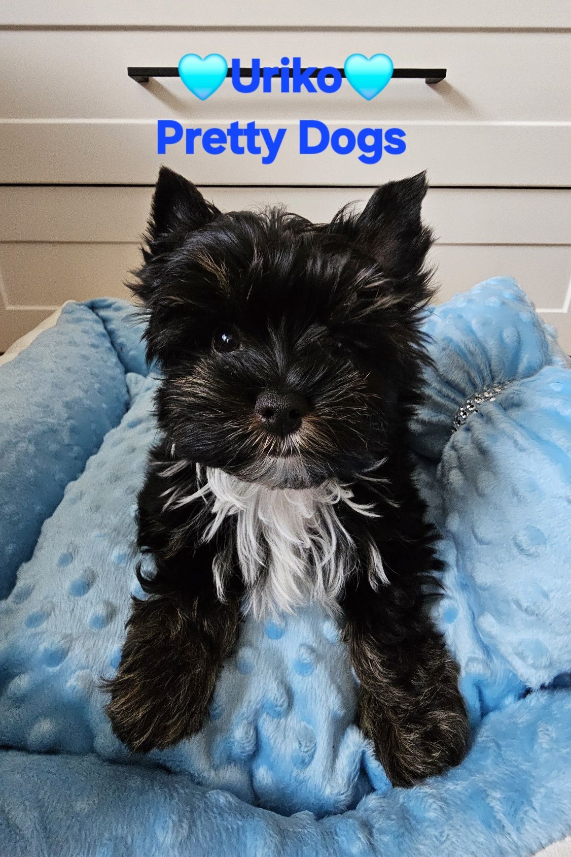 York piesek Yorkshire terrier