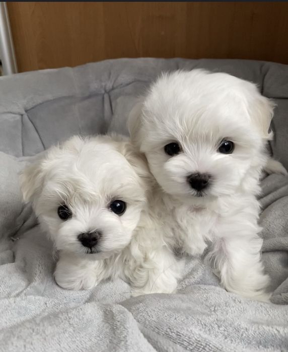 Продам мальтийську болонка міні