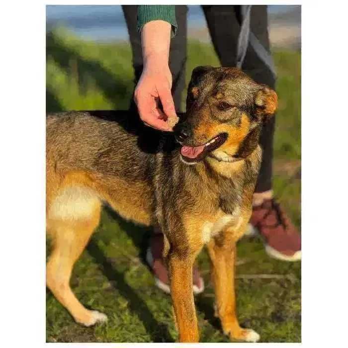 Эля, собака ищет дом