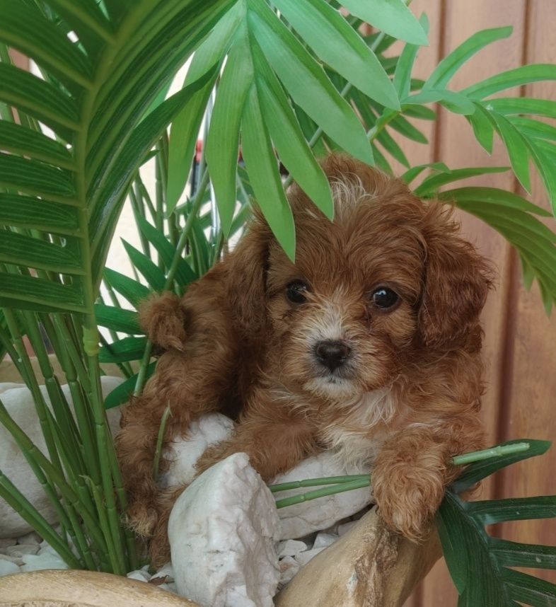 Cavapoo piesek  dla celebrytów.