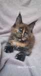 Kotka maine coon