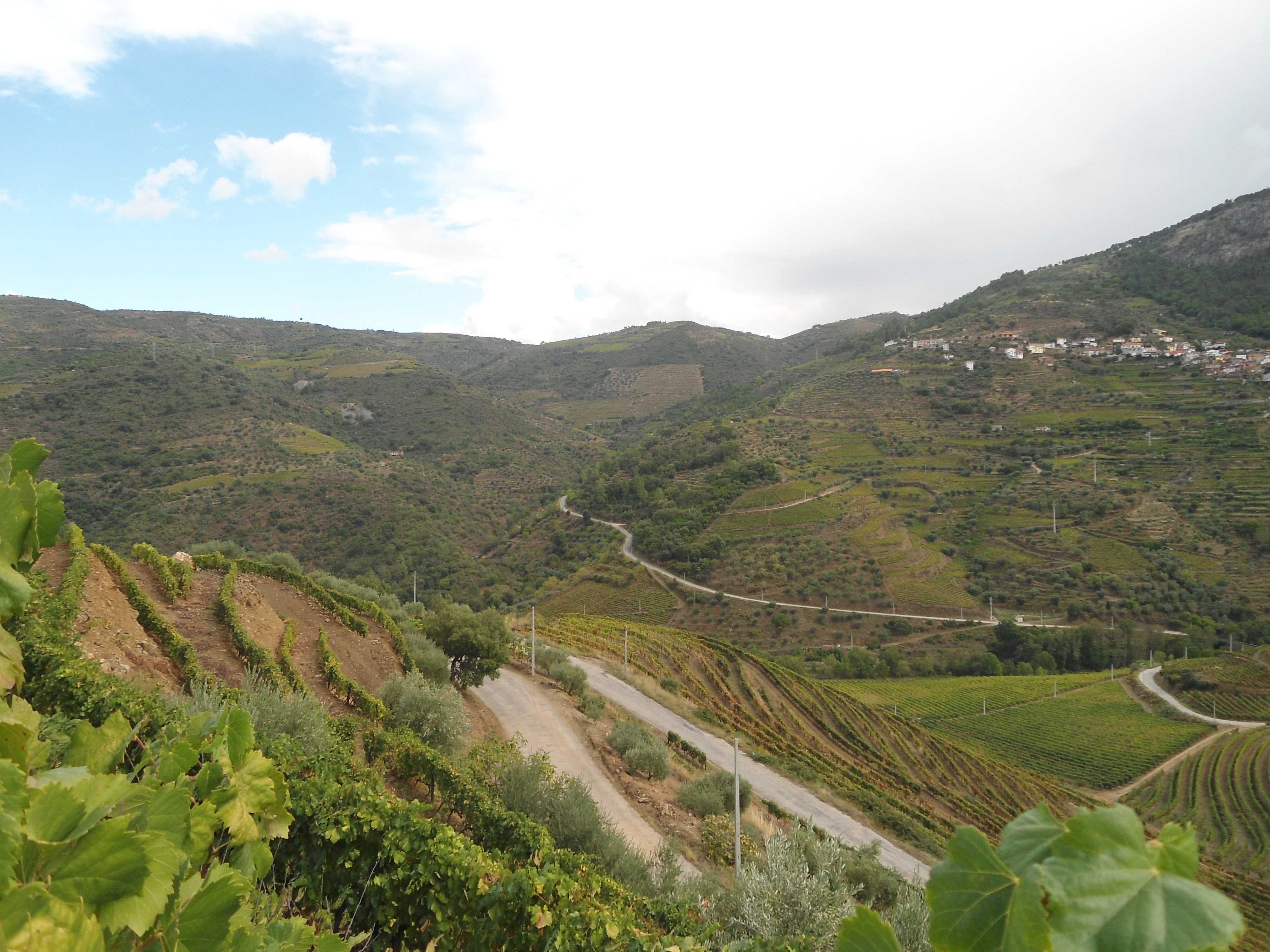 Quintinha no Douro 4 hectares, possibilidade de construcao