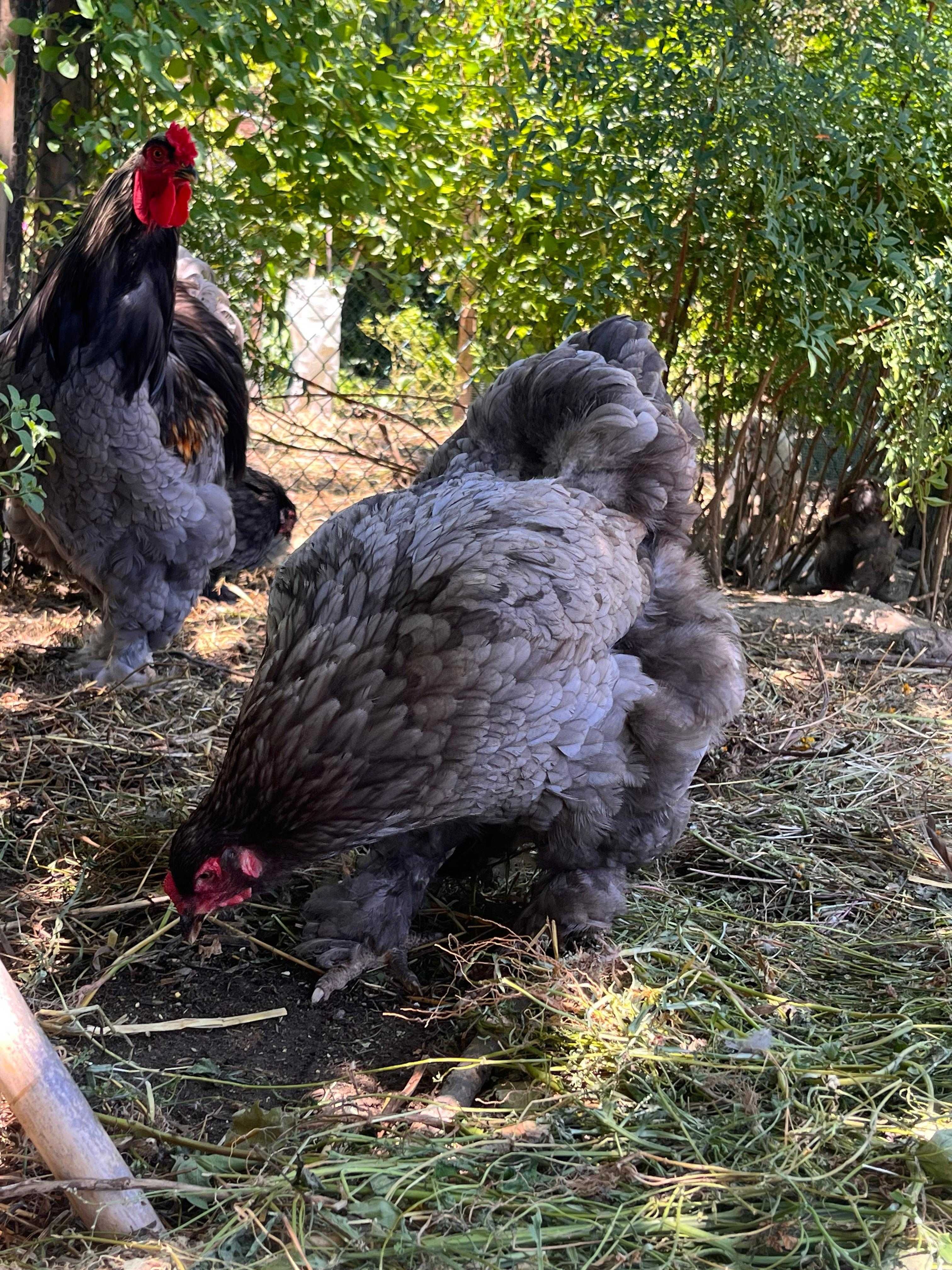 BRAHMA AZUL (ovos e aves)