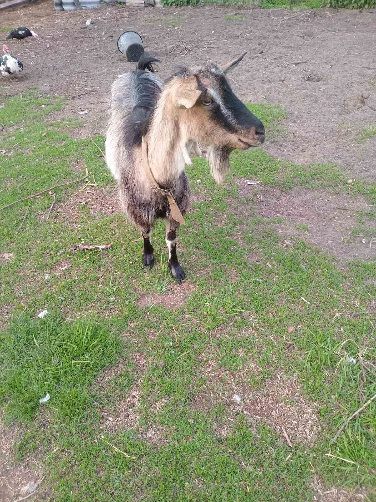 Продам дойную козу