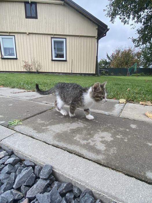 Kotki szukają dobrego domu