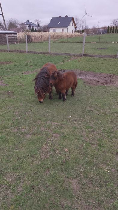 Kucyk kuc klaczka z ogierkiem