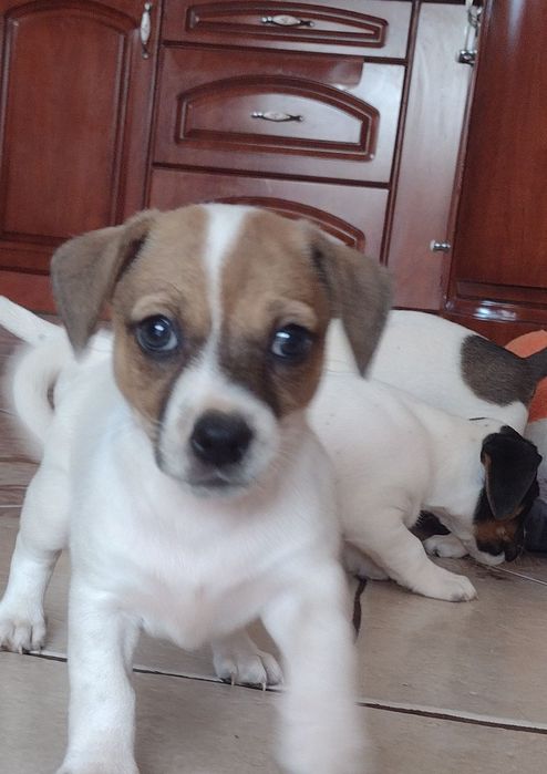 Jack Russell Terrier