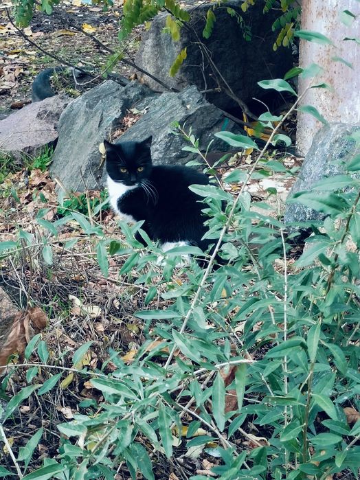 Молодой котик ищет любящую семью