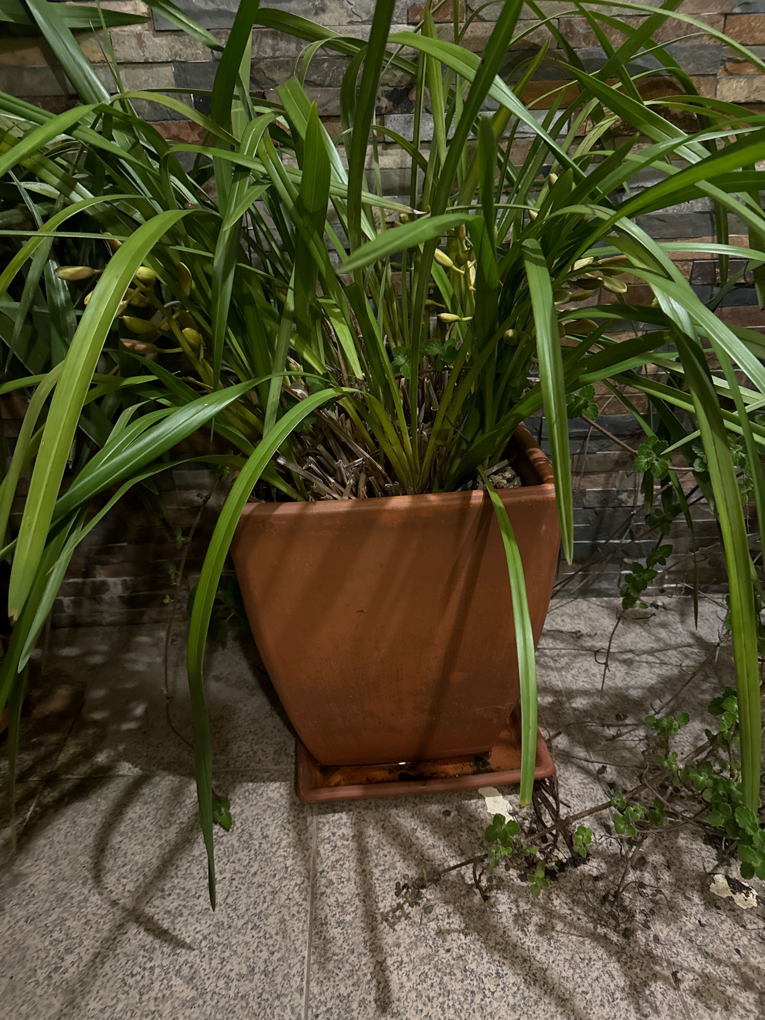 Vasos Orquídeas Várias Cores