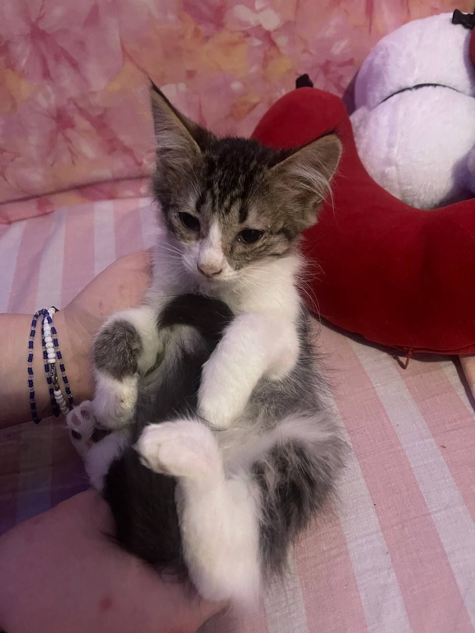 Кошенята 2 місяці.
