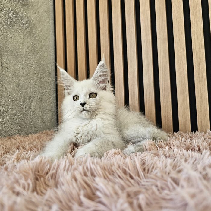 Kocurek  Maine coon rodowód fpl FIFe hodowlany do hodowli