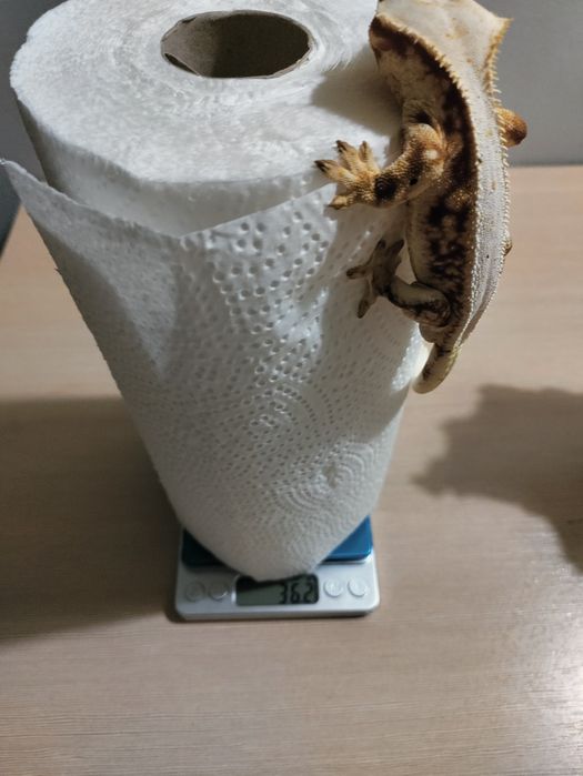 Gekon orzęsiony Dorosły Samiec Red Lilly White