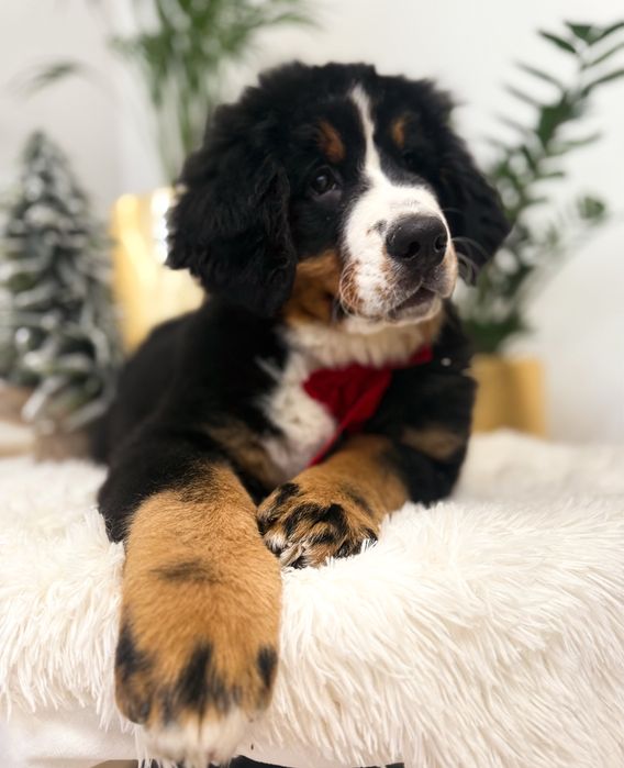 Berneński Pies Pasterski Piękny Pies Gotowy do Domku