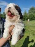 Chłopczyk shiz-tzu