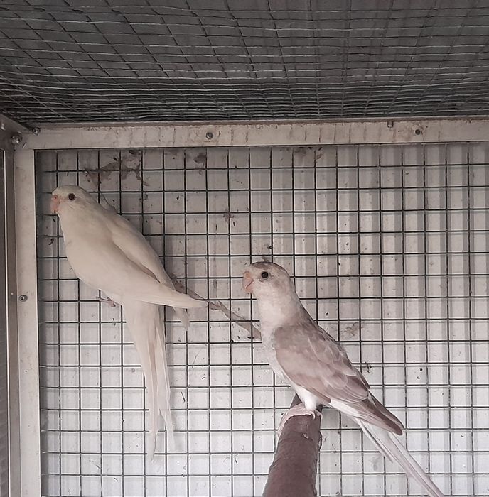 Red rumped macho e fêmea