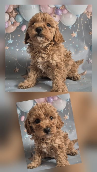 Pudel miniaturowy ZAREZERWOWANA