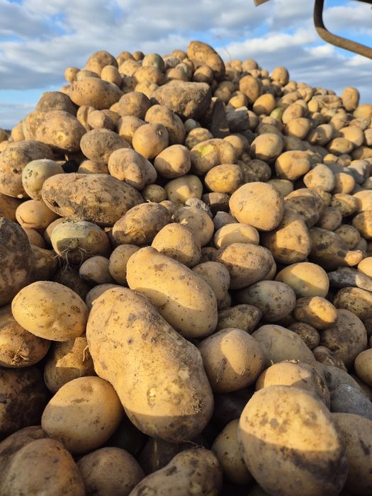 Ziemniaki ekologiczne