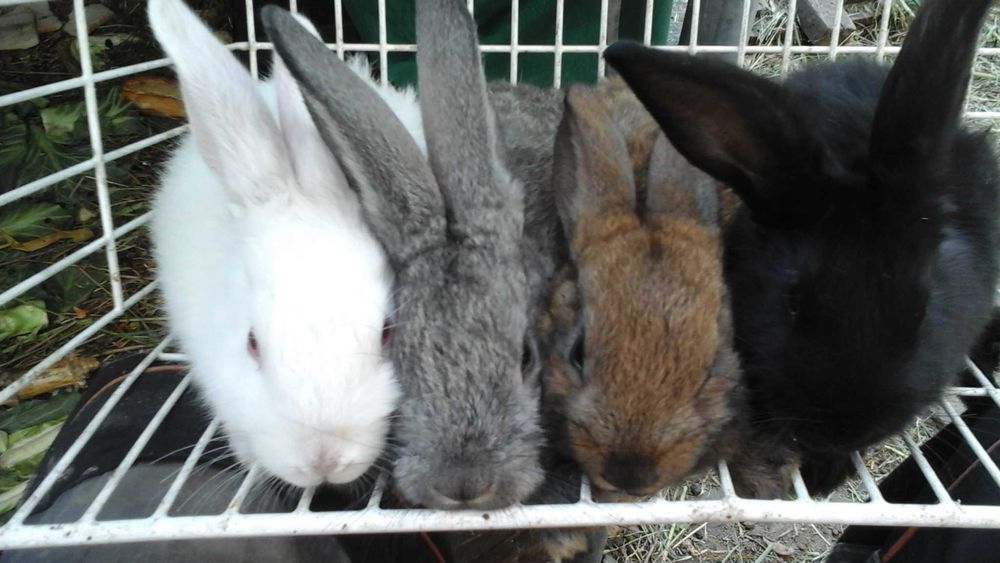 Królik a i  sprzedam