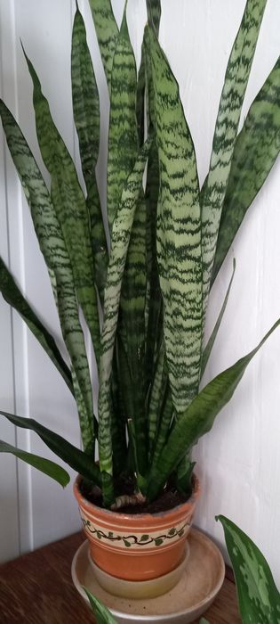 ХЛОРОФИТУМ .Денежное дерево," тещин язык"