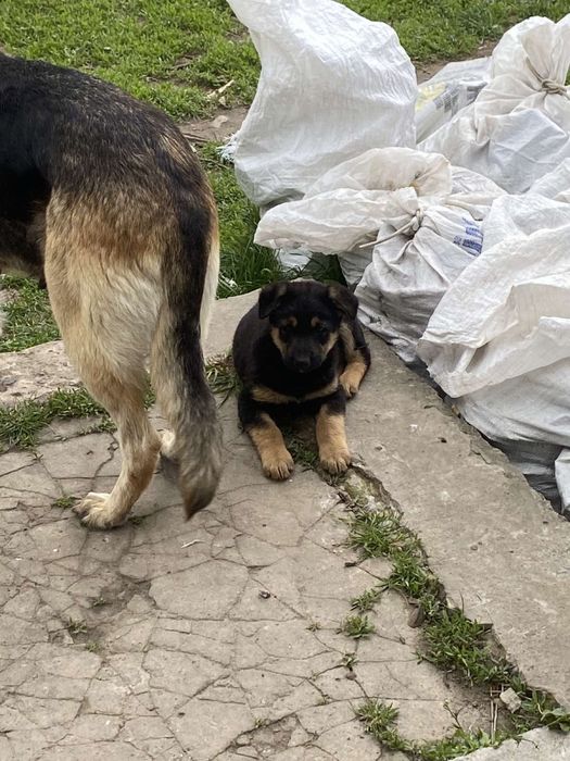 Цуценята в добрі руки