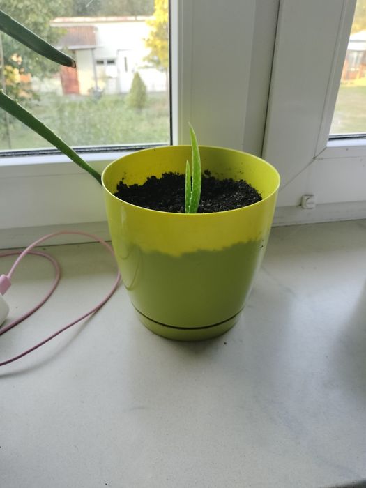 Aloes vera kaktusy sukulenty hodowla własna sadzonek