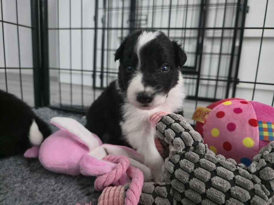 Border collie ZKwP FCI vers