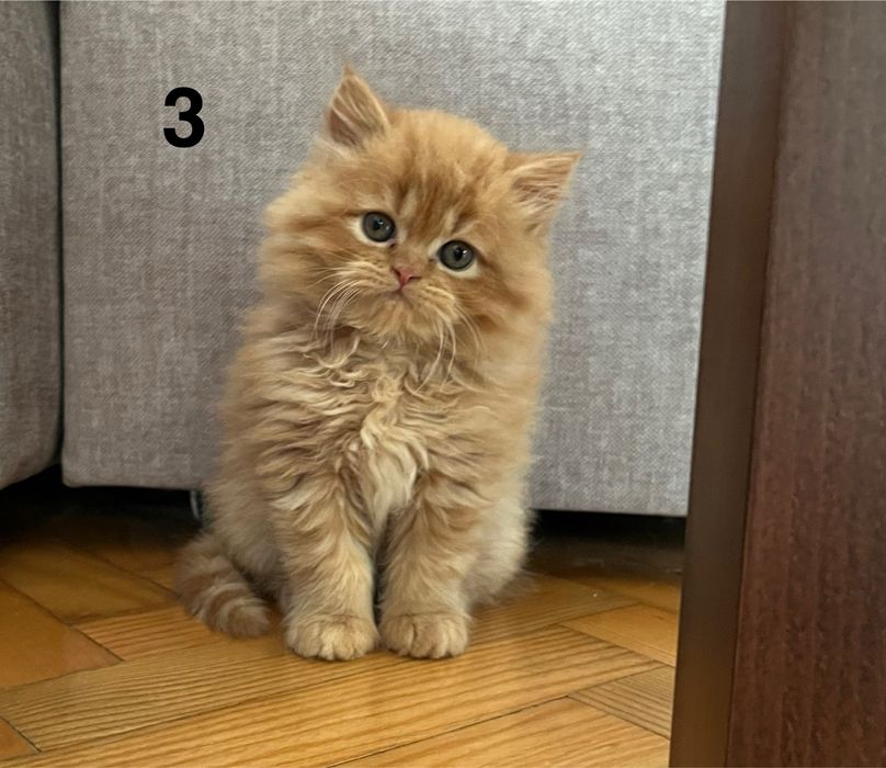 Rudo-biszkoptowy kotek perski