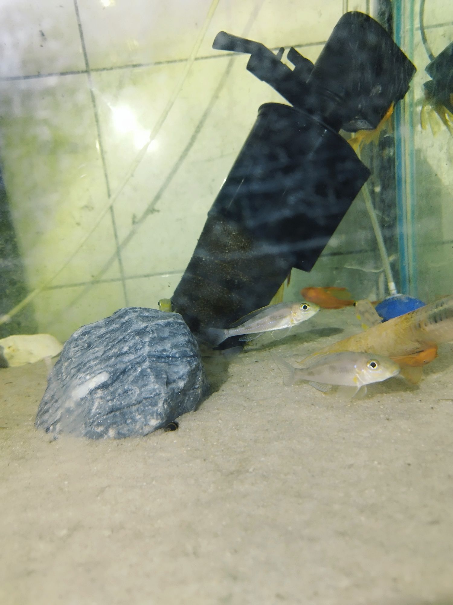 Xenotilapia Papilio Sunflower Chituta