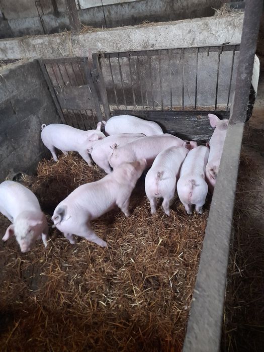 Prosiaki mięsne 2-miesięczne