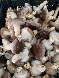 Grzyby Shiitake polski producent grzyby