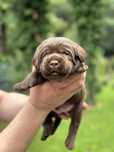 Labrador Retriever FCI, ZKwP czekoladowy samiec odbior koniec lipca