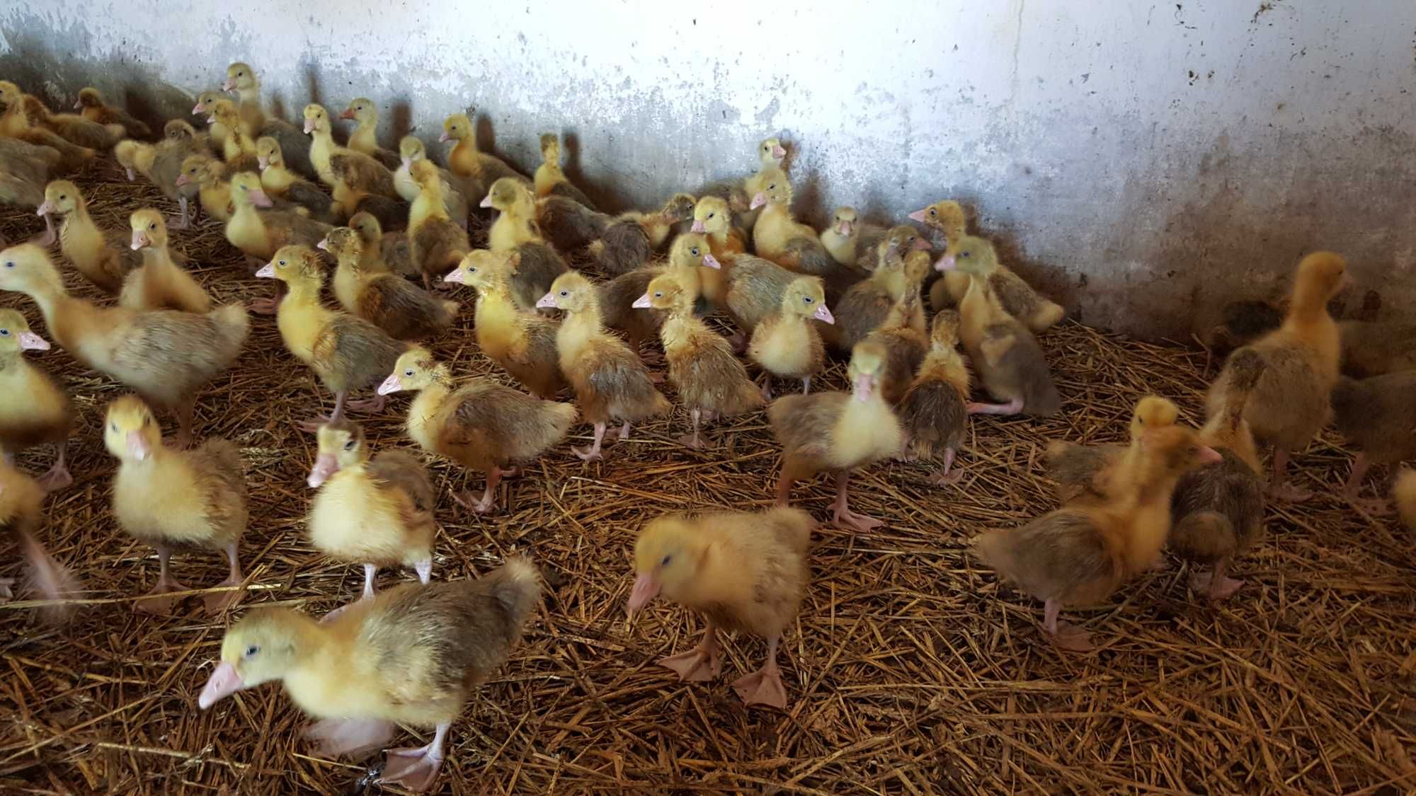 Gęsi piskleta do odchowu Kołudzka, Landes dostawa na miejsce Gratis