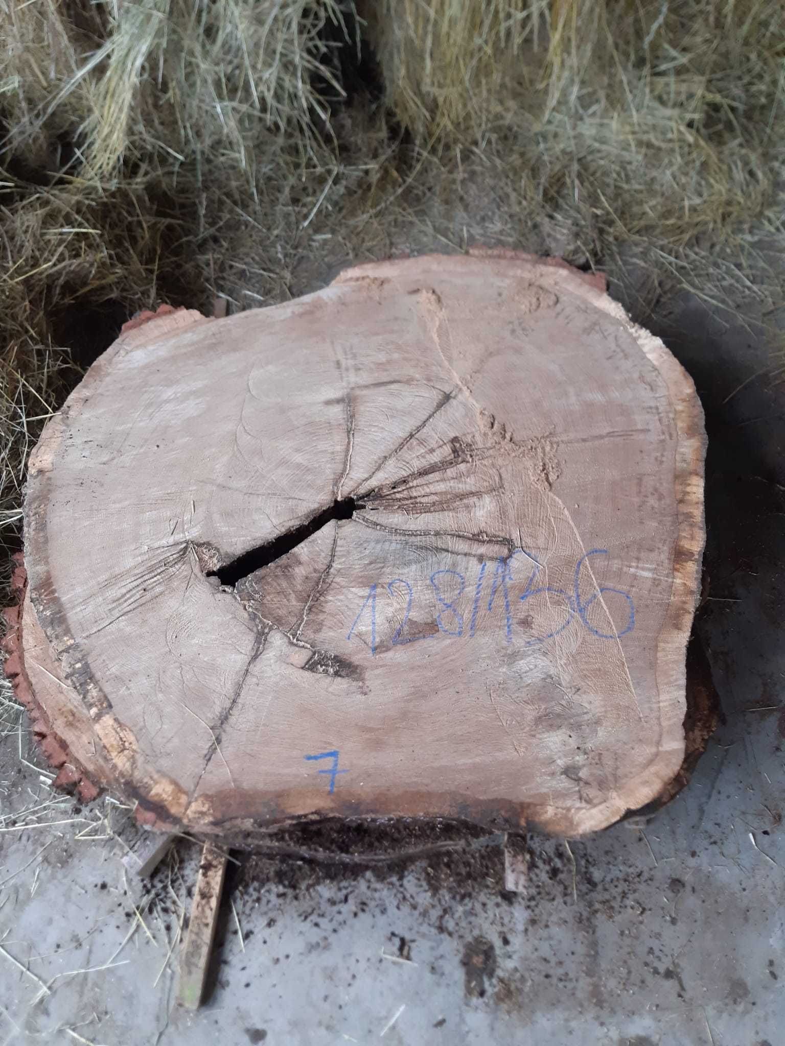 Drewno Dąb plastry 10 cm grubość, około 650 - 700 letni