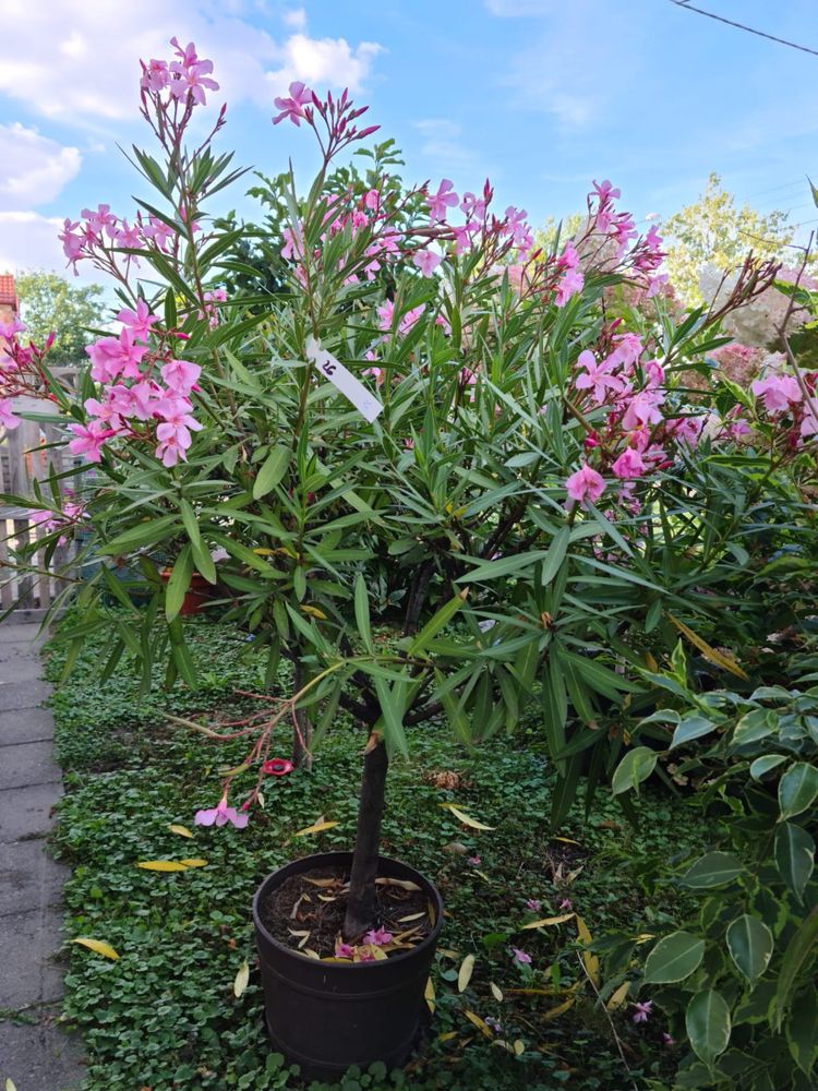 Oleander na pniu duzy