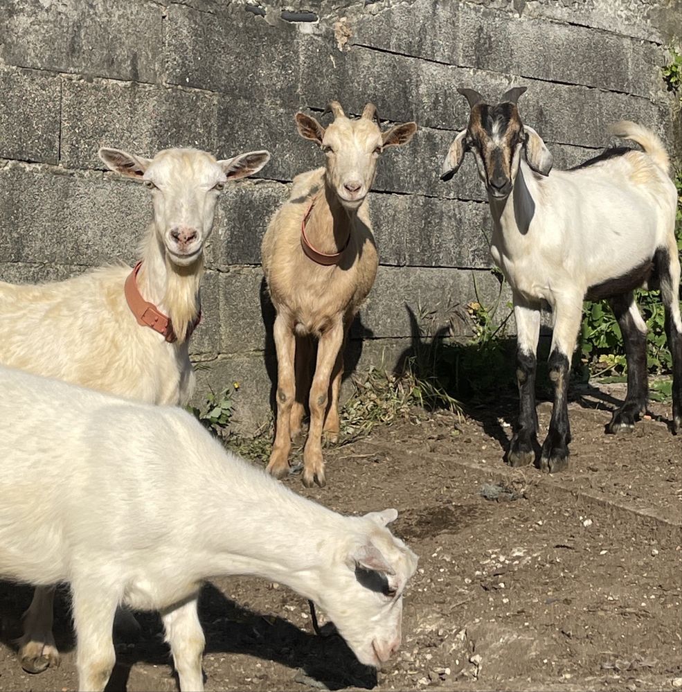 Cabras de raça grande prenhas e cabrito da raca serpentina