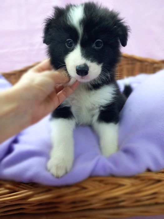 Border Collie czarno biały