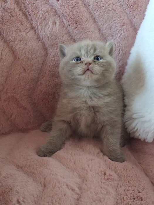 Gatinho  British lilas .